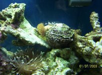 coral_0136 new.jpg