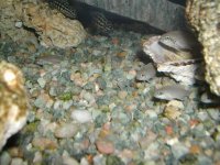 acichlid1.jpg