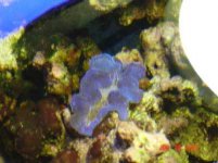 clam2.jpg