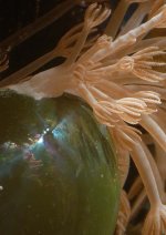 040124 d6459m velonia x640.jpg