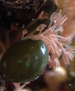 040124 d6445m velonia x640.jpg