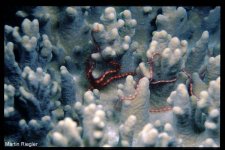 ophiothrix purpurea.jpg