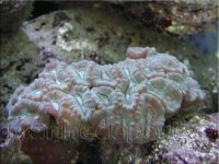 candy coral.jpg