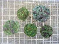 wellsophyllia-green brain.jpg