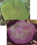 purple plate coral.jpg