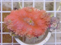orange ricordea.jpg