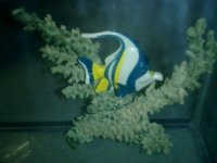 nemo#1.jpg