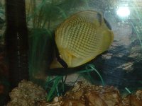 fish 013.jpg
