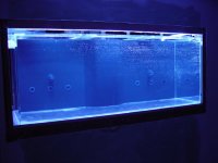 bulkheads (custom).jpg