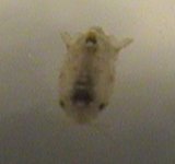 whatisthis3.jpg