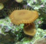 zoo-mushroom.jpg