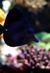blacktang.jpg