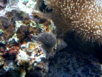 algae 1.jpg