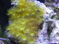 0903yellowpolyps.jpg