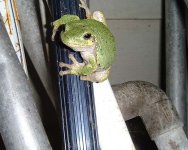 treefrog.jpg