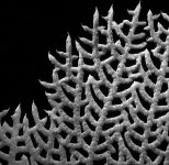 bw 030320 d067 sea fan 640x .jpg
