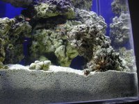 reef closeup.jpg