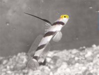threadfin goby.jpg