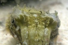 cuttle1.jpg
