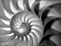 nautilus shell b&w 800.jpg