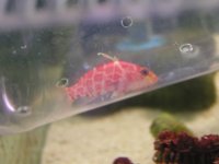 anthias2.jpg