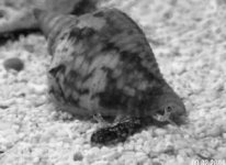 bw fighting conch.jpg