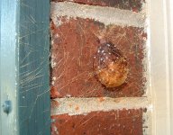 eggsac.jpg