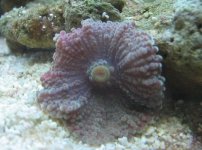 shroom2.jpg