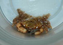 crab.jpg