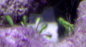 algae3.jpg