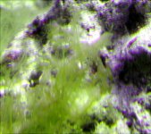 algae1.jpg