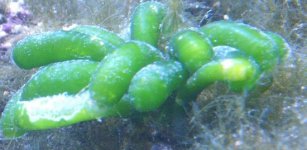 greenthingies.jpg
