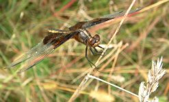 dragonfly.jpg