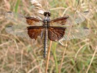 dragonfly2.jpg