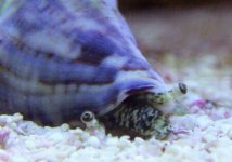 close up conch net file.jpg