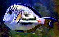 acanthurus_sohal.jpg