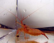 peppermint_shrimp.jpg