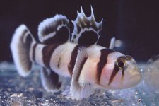 priolepis nocturna.jpg
