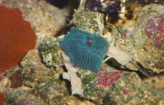 bluegreen shroom.jpg