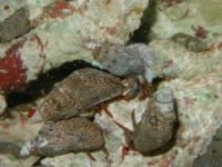 mexican red leg hermit.jpg