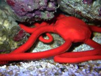 redserpent(ophioderma squamosissimum ).jpg