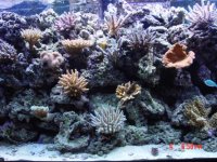 centertank (custom) (3).jpg