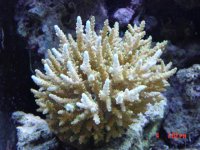 yellow acro.jpg