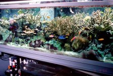 500 reef 1999.jpg