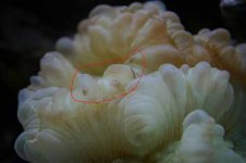 fox coral 1 2.jpg