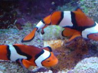 clown spanwn 030 (2).jpg