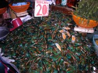 green-lipped mussels.jpg