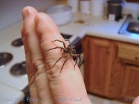littlefriend.jpg