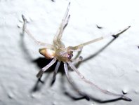 spider.jpg
