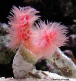 pinkfanworm2.jpg